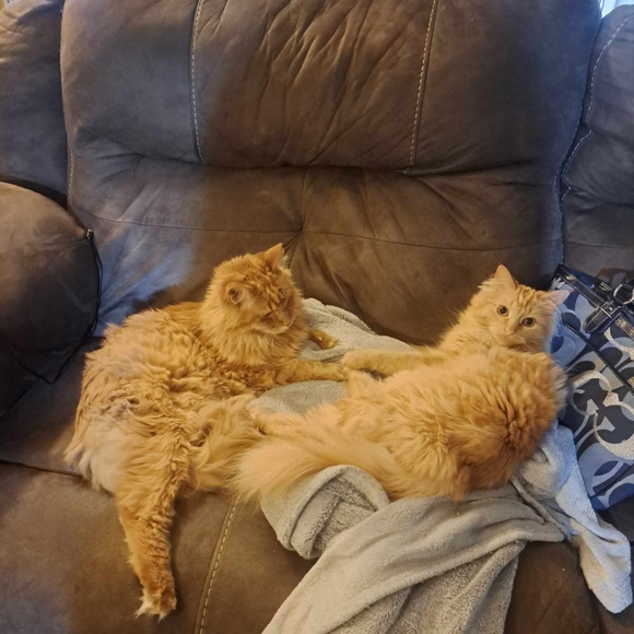 COPY - I am a pet friendly home - Picture 5 of 7